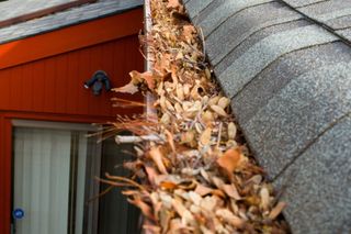 Dry Leaves on Gutter - Gutter Cleanouts  in Haverhill, MA