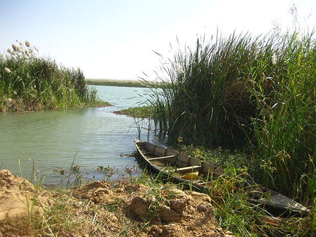 Typha Grass in African Rivers