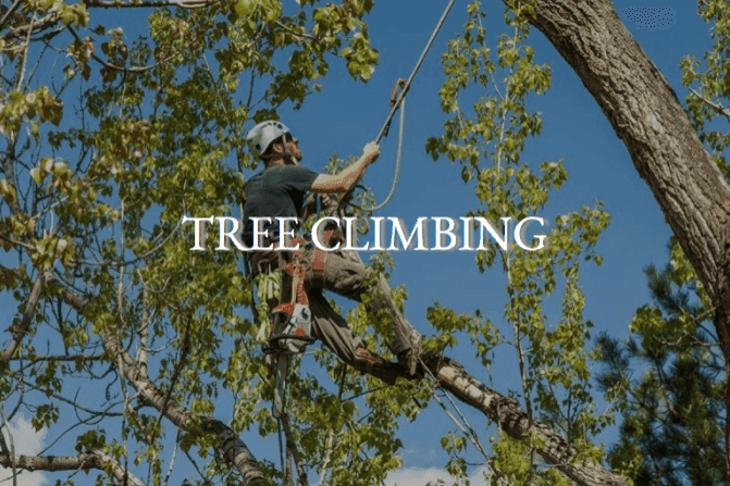 Tree Climbing