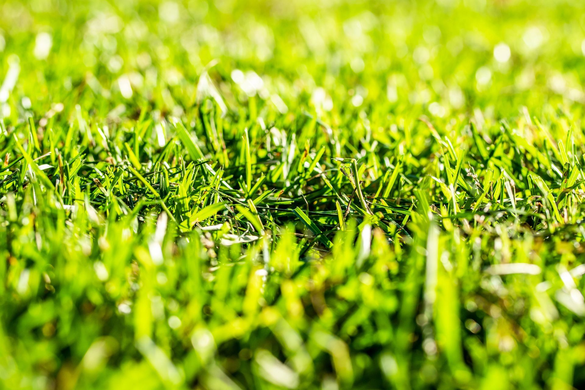 Un primo piano di vivaci fili d'erba verdeggianti, baciati dalla luce naturale del sole.