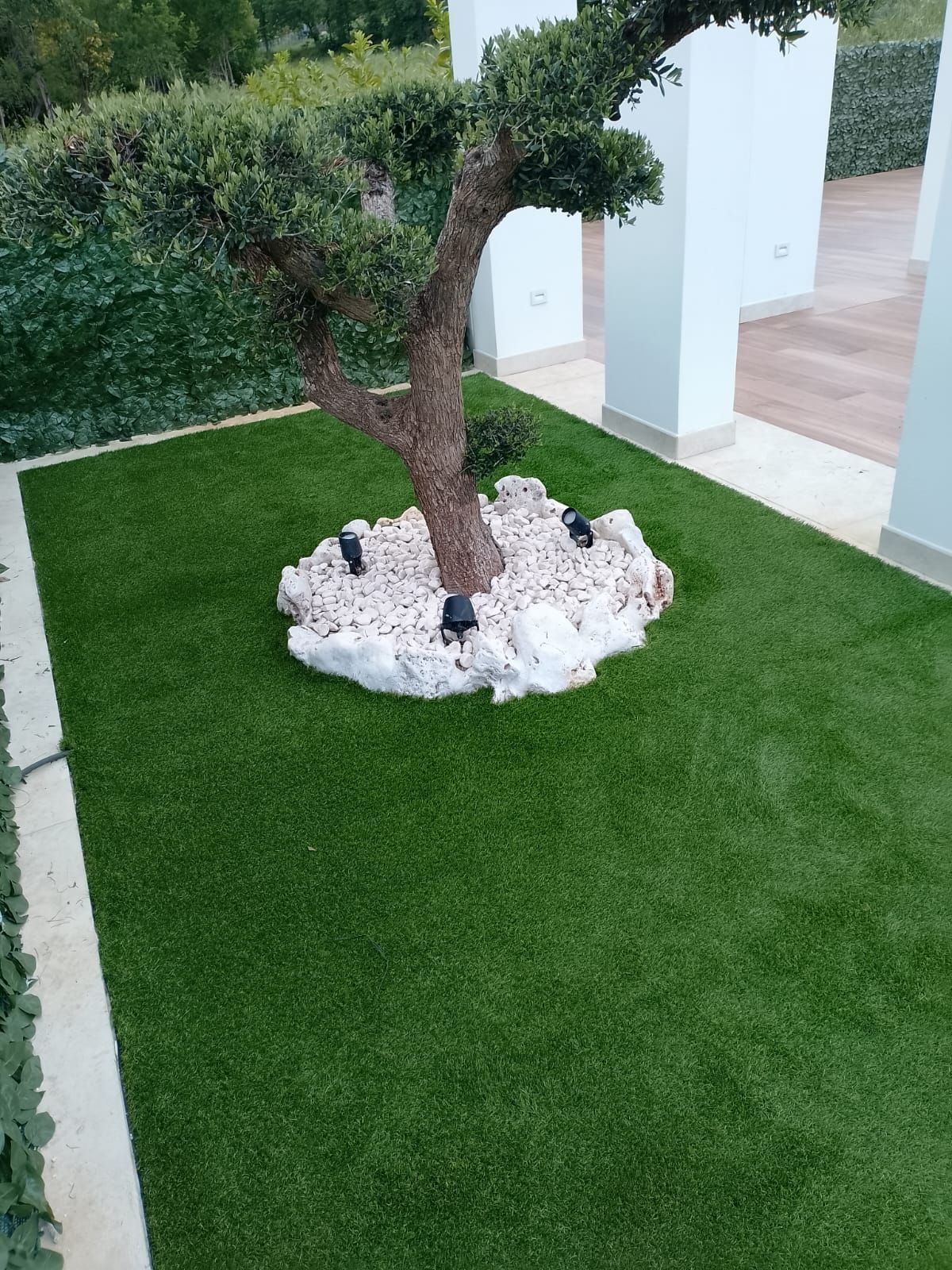 Al centro di un prato di erba sintetica ben curato si erge un piccolo ulivo con un'aiuola pacciamata delimitata da pietre.