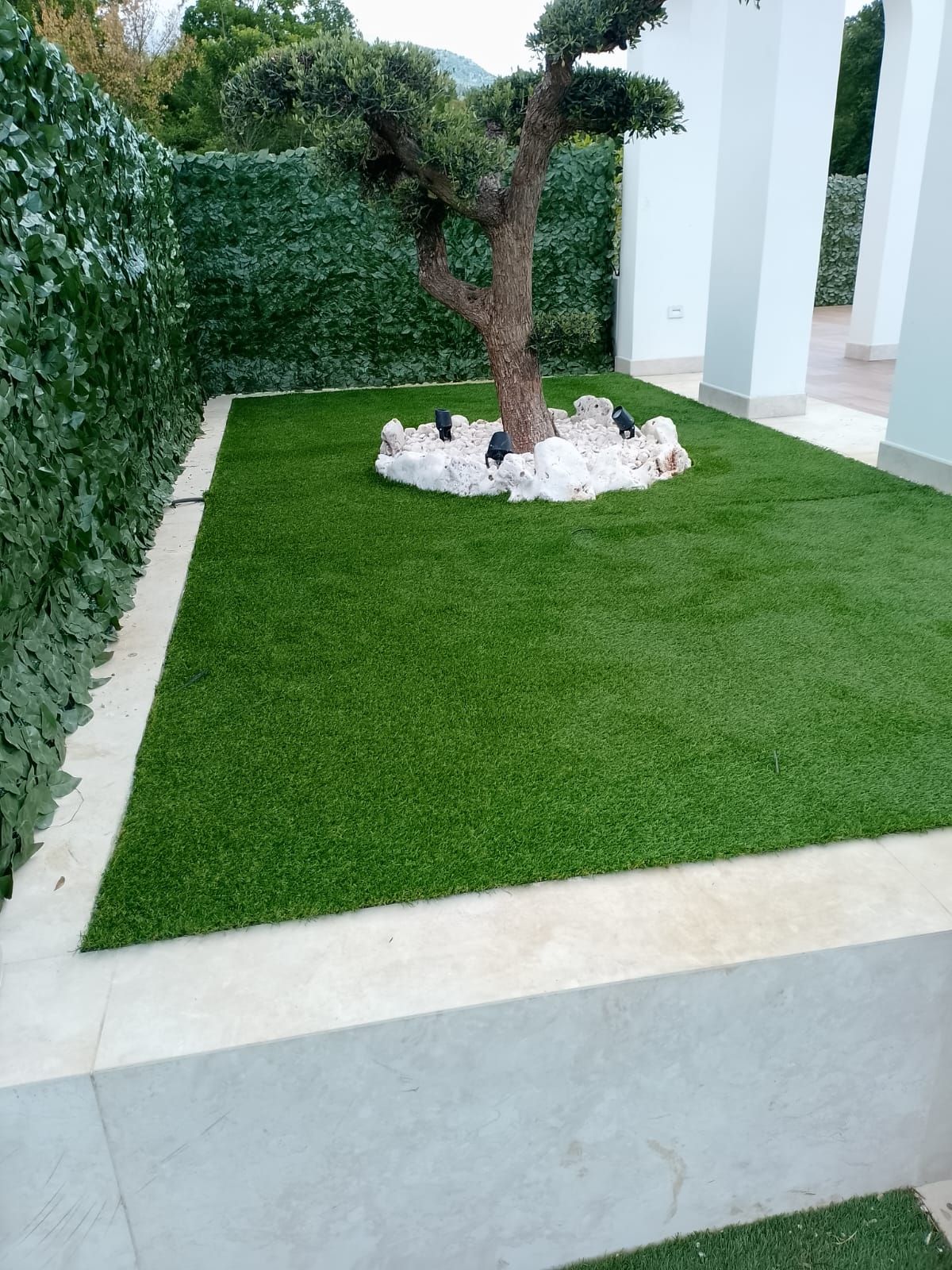 Un piccolo giardino ben curato con prato artificiale di un verde brillante, un ulivo centrale con rocce bianche e muri ricoperti di edera.