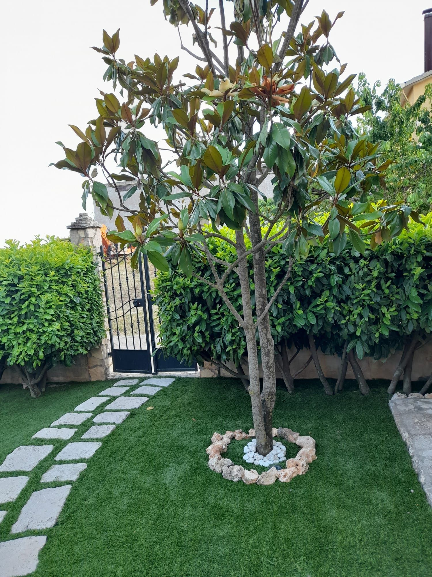 In un giardino con un sentiero lastricato in pietra, prato verde, una siepe ben curata e un piccolo bordo roccioso, si erge un albero di magnolia.
