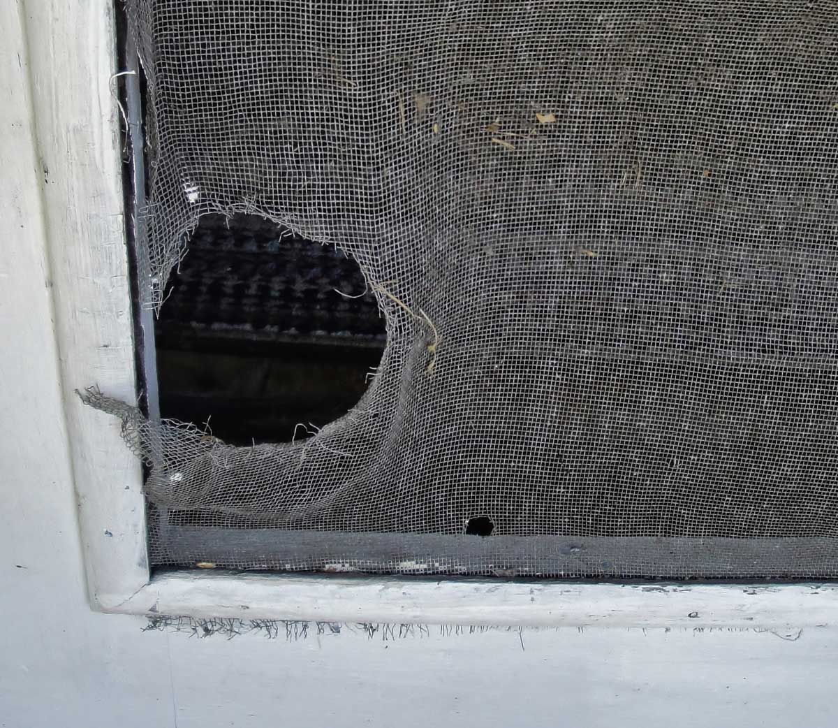 White door with security mesh on it, with a hole cut into it. White door with security mesh on it, with a hole cut into it.