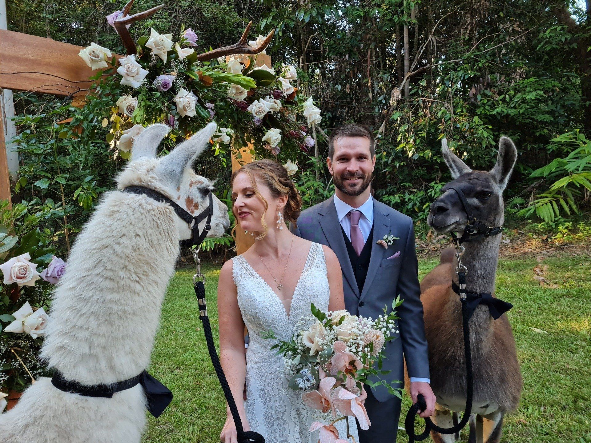 Wedding llamas
