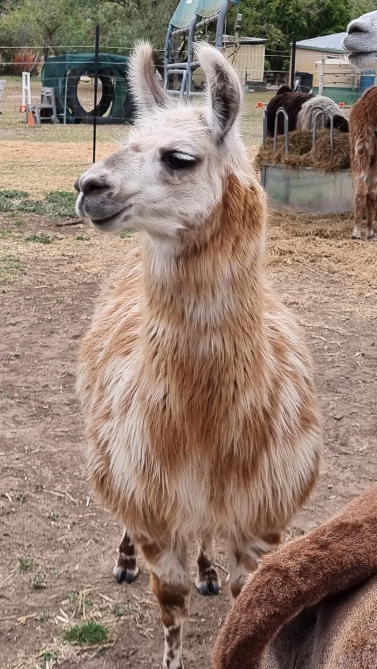 Llamas for sale Ottaba Ottaba Llama Walks