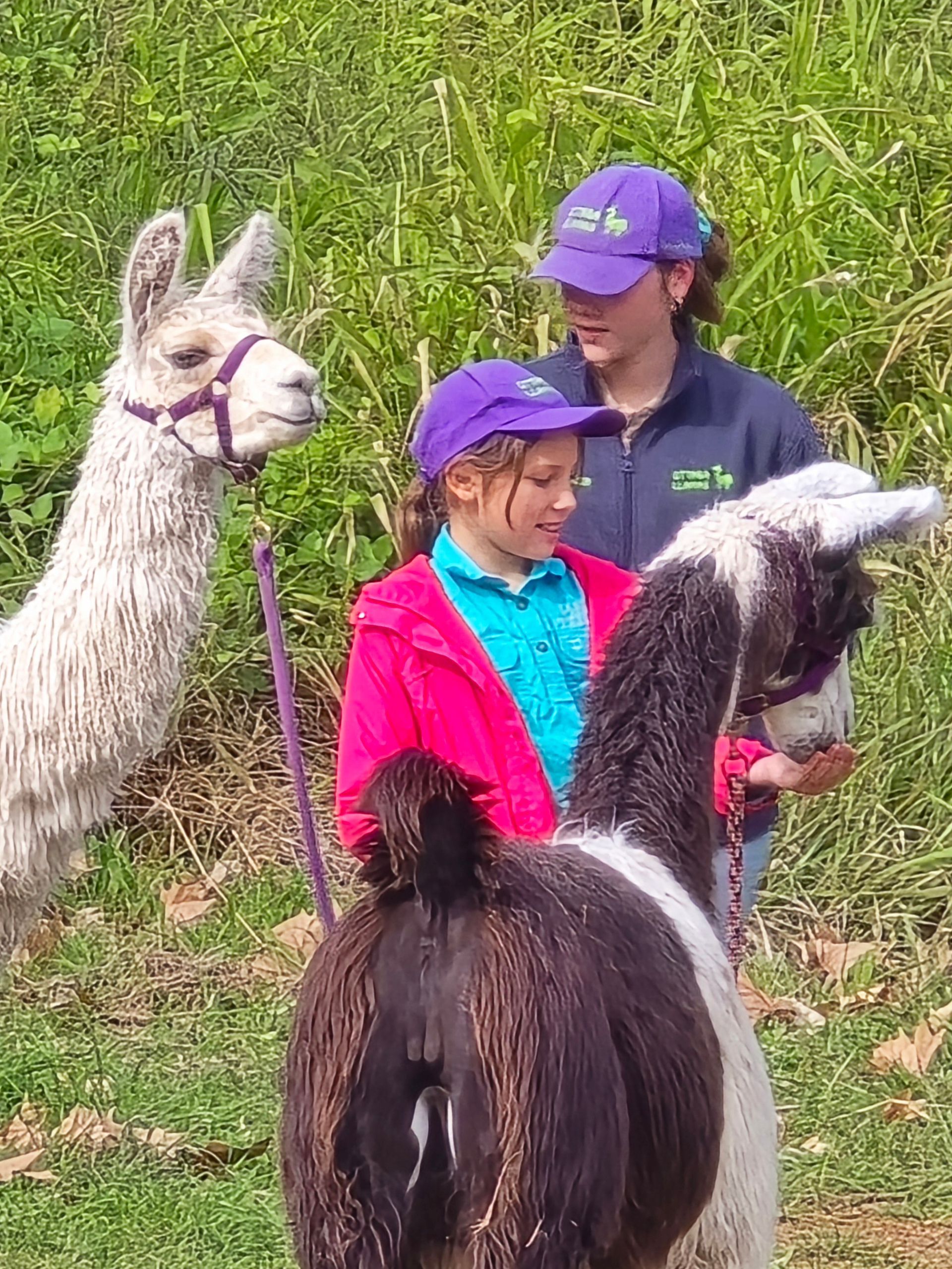 llama basking in the sun