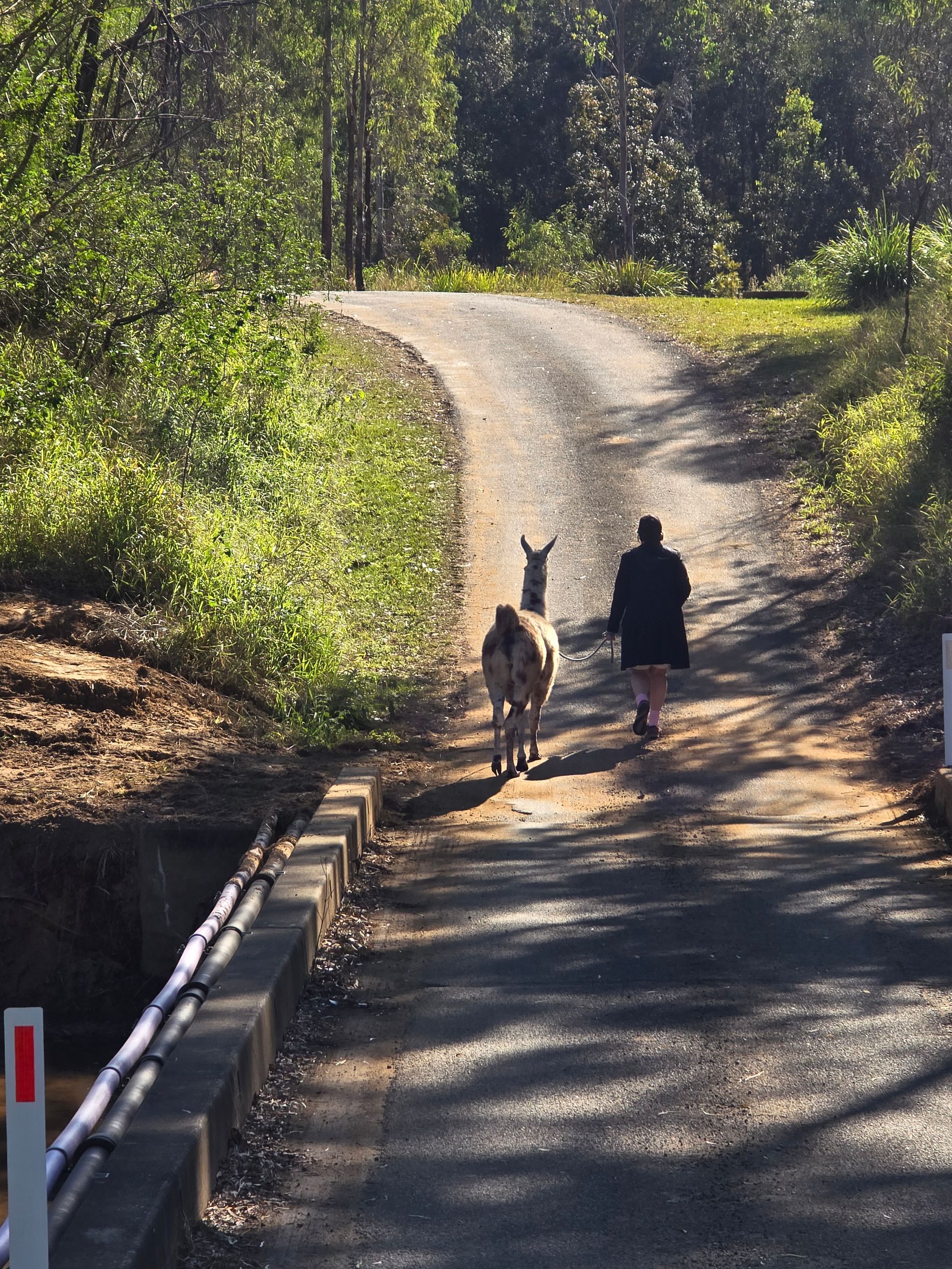 teaching kids about Llama