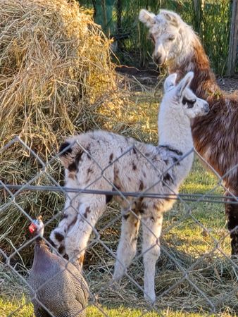 llama girl