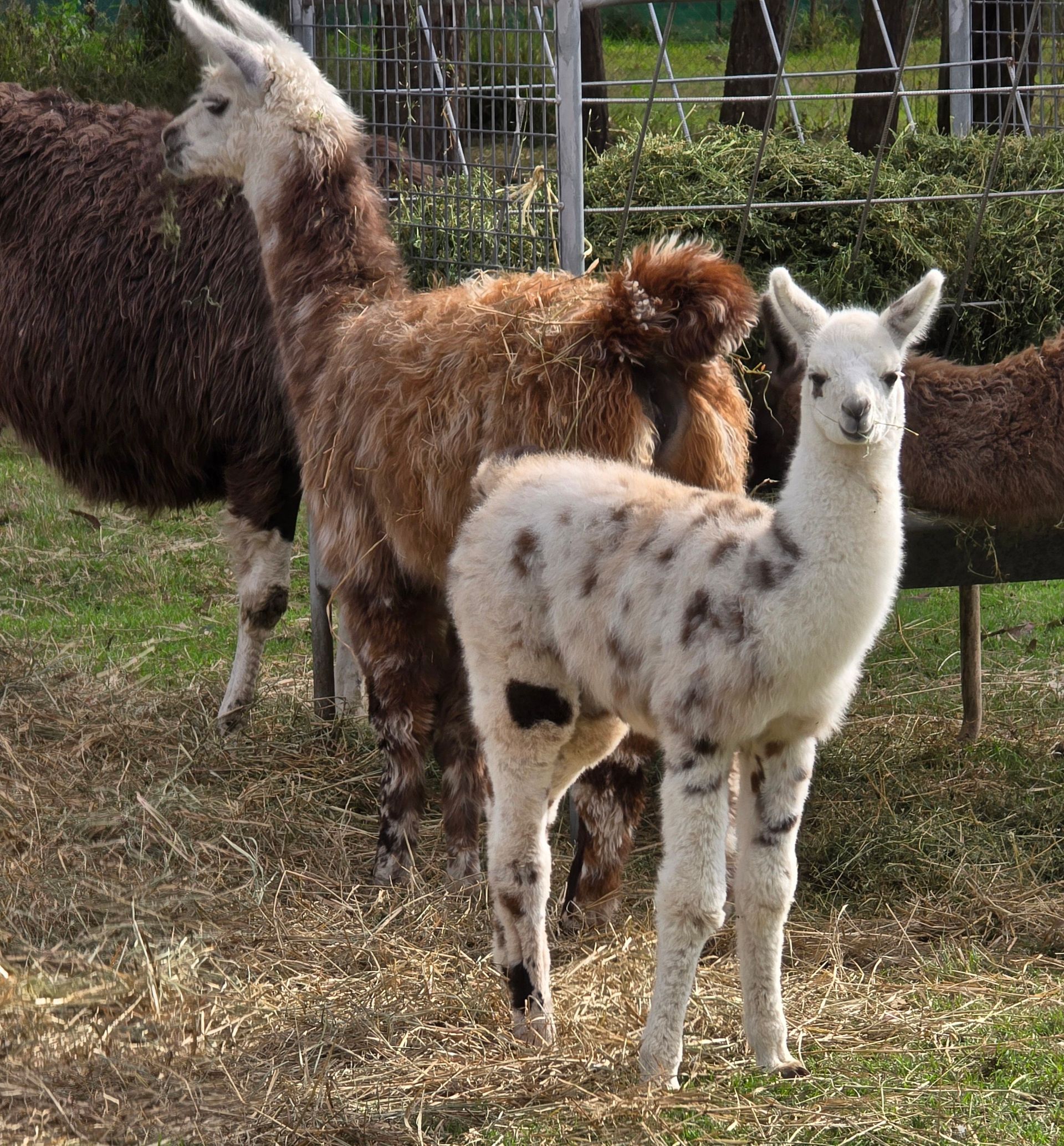 wedding with a Llama