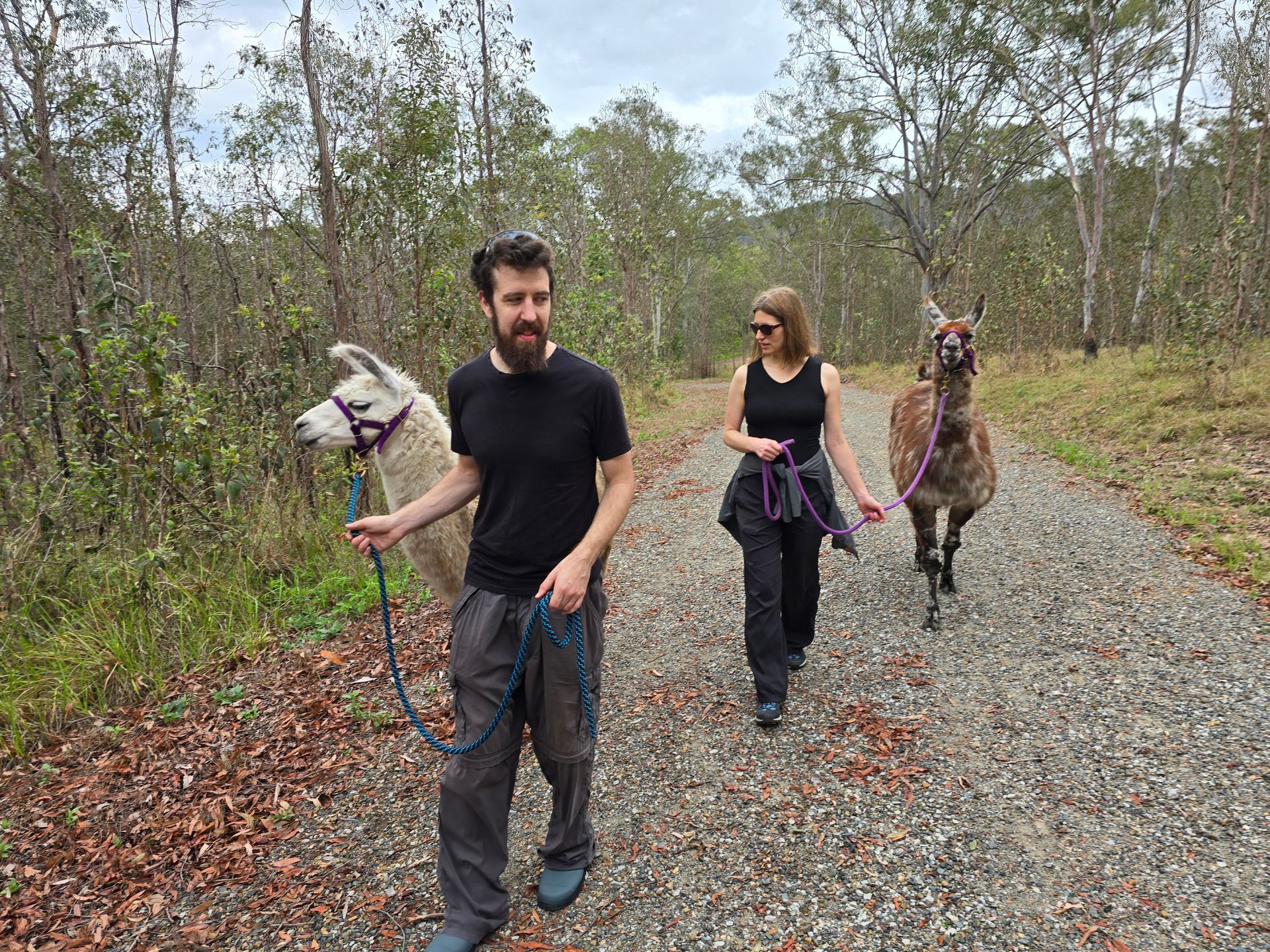 kids walking the Llama
