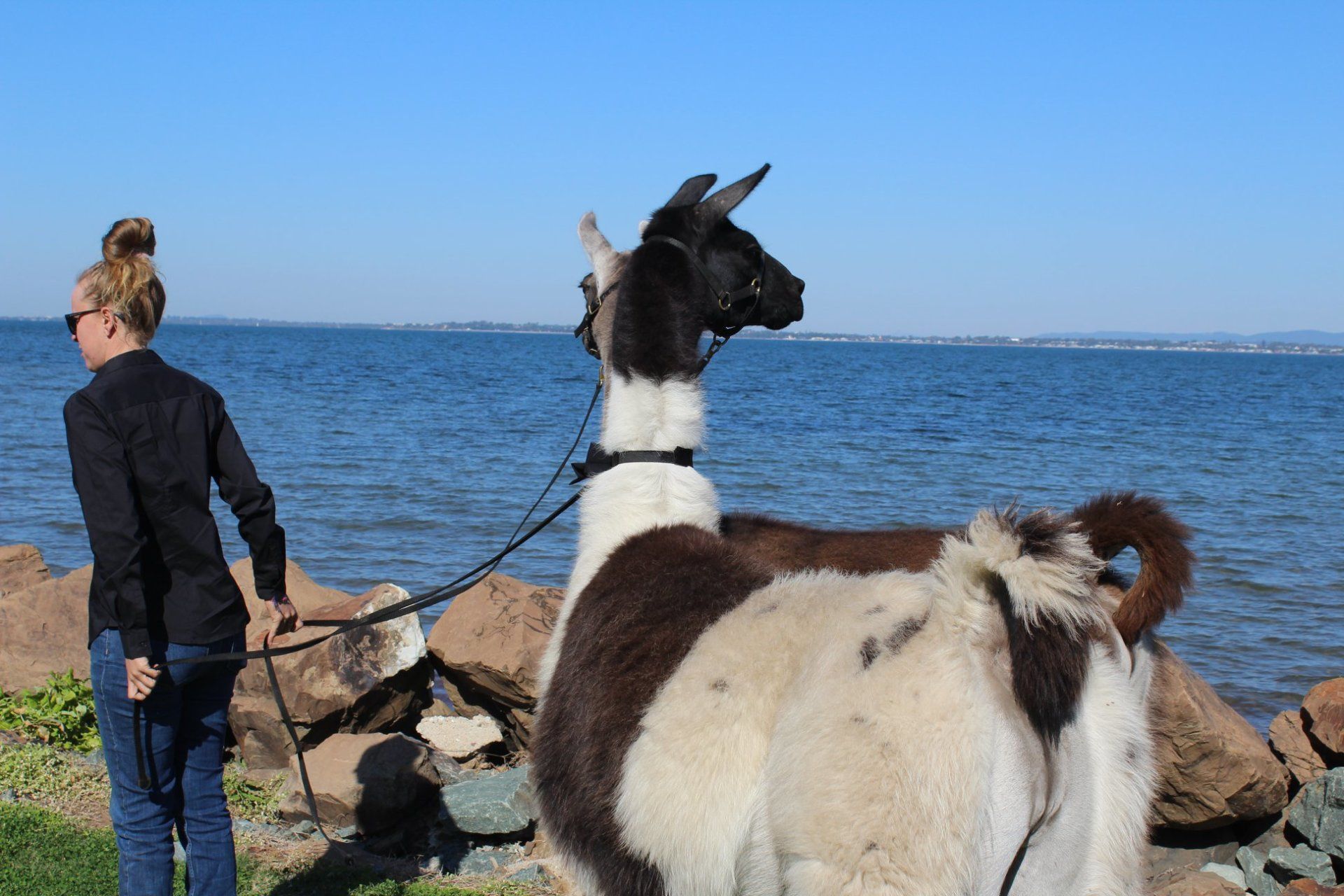 Llama looking at the right