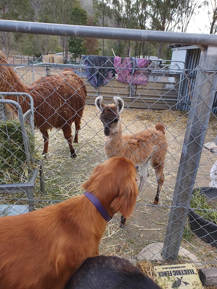 dog & Llama