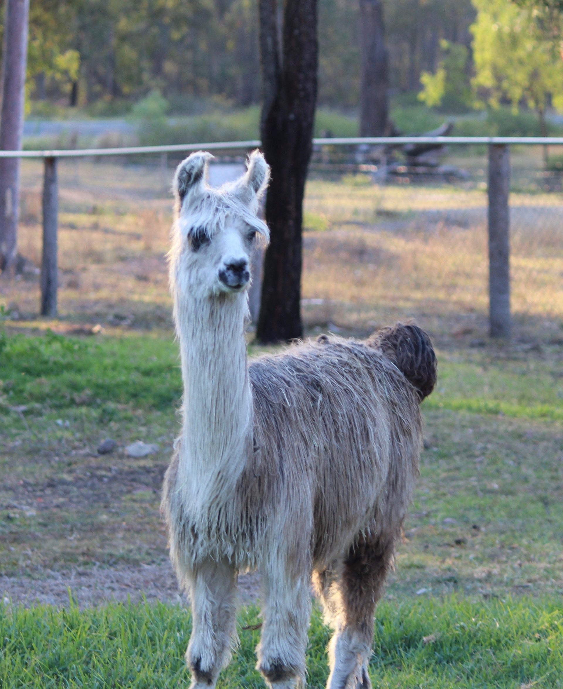 Llama looking at something