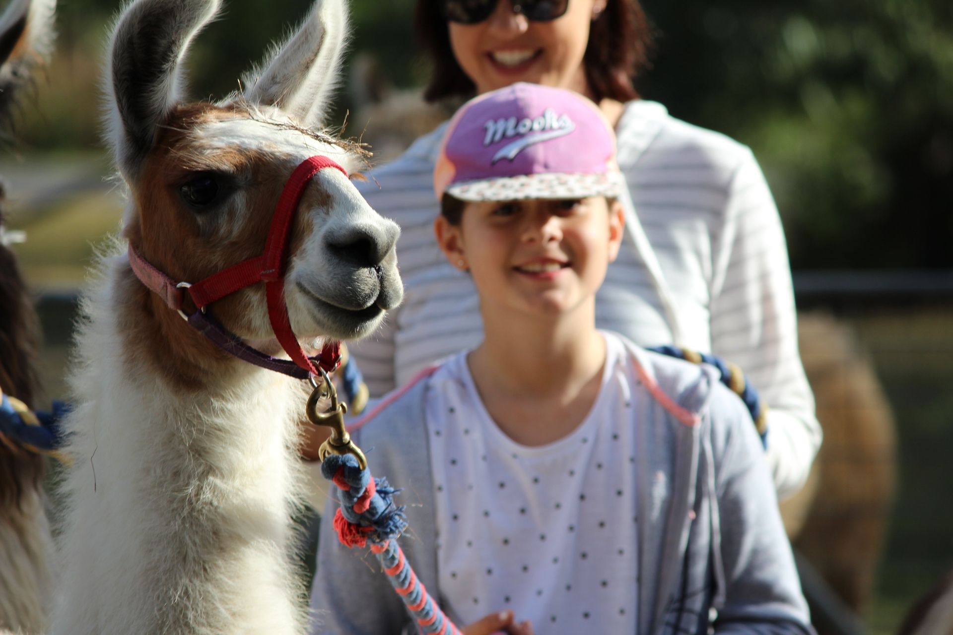 happy boy with a Llama