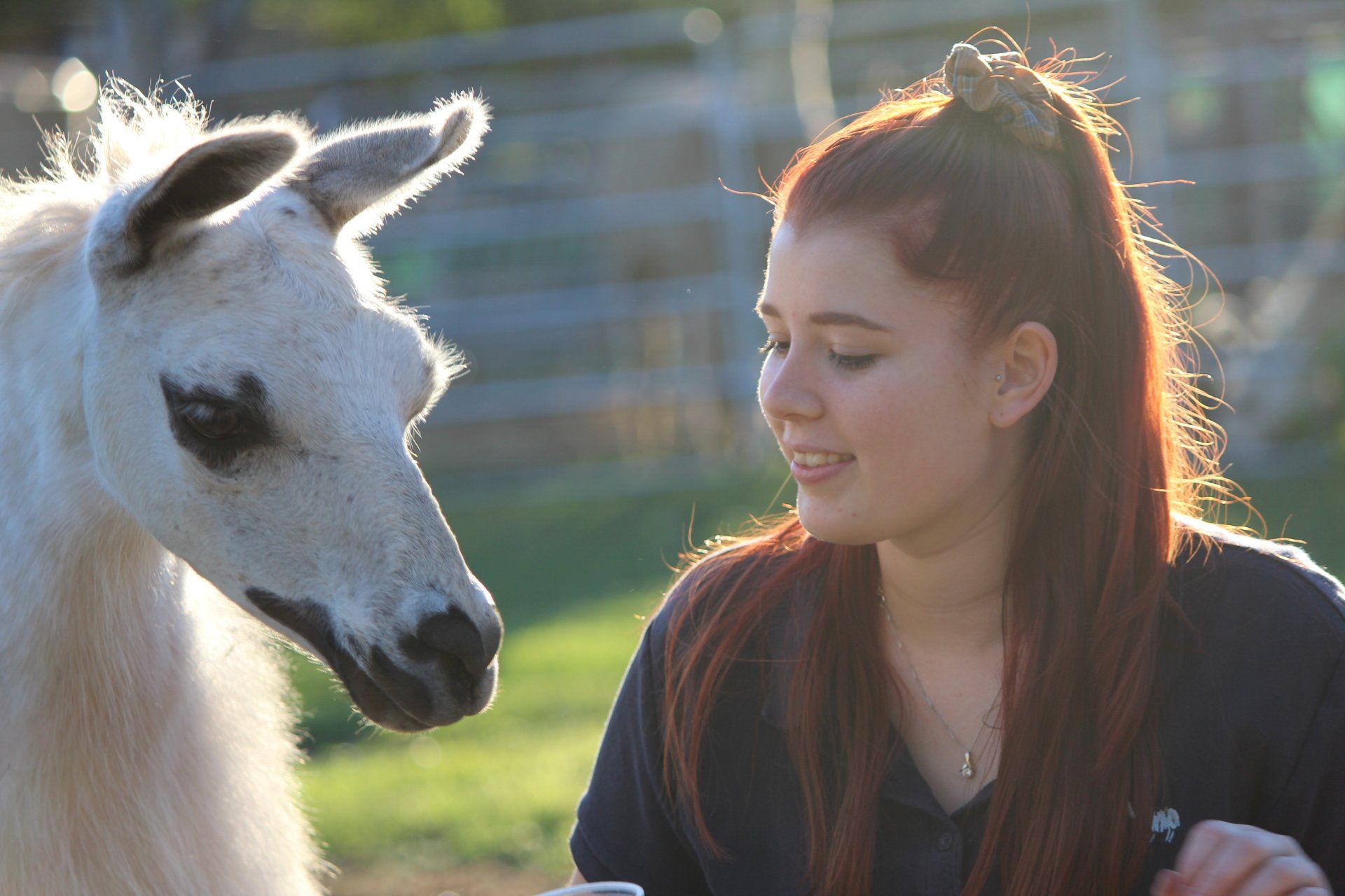 sweet moment with a Llama