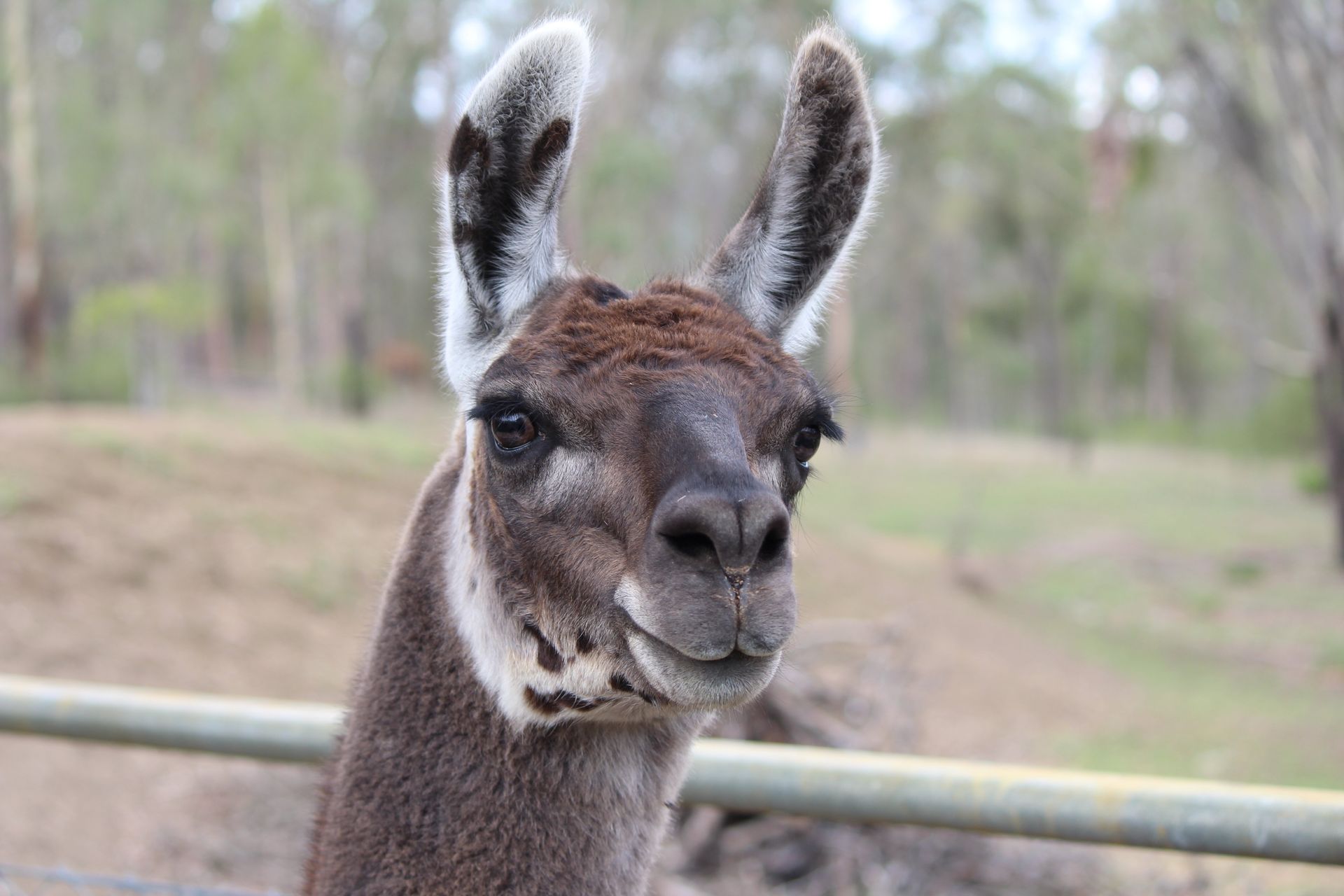 kissing Llama's nose