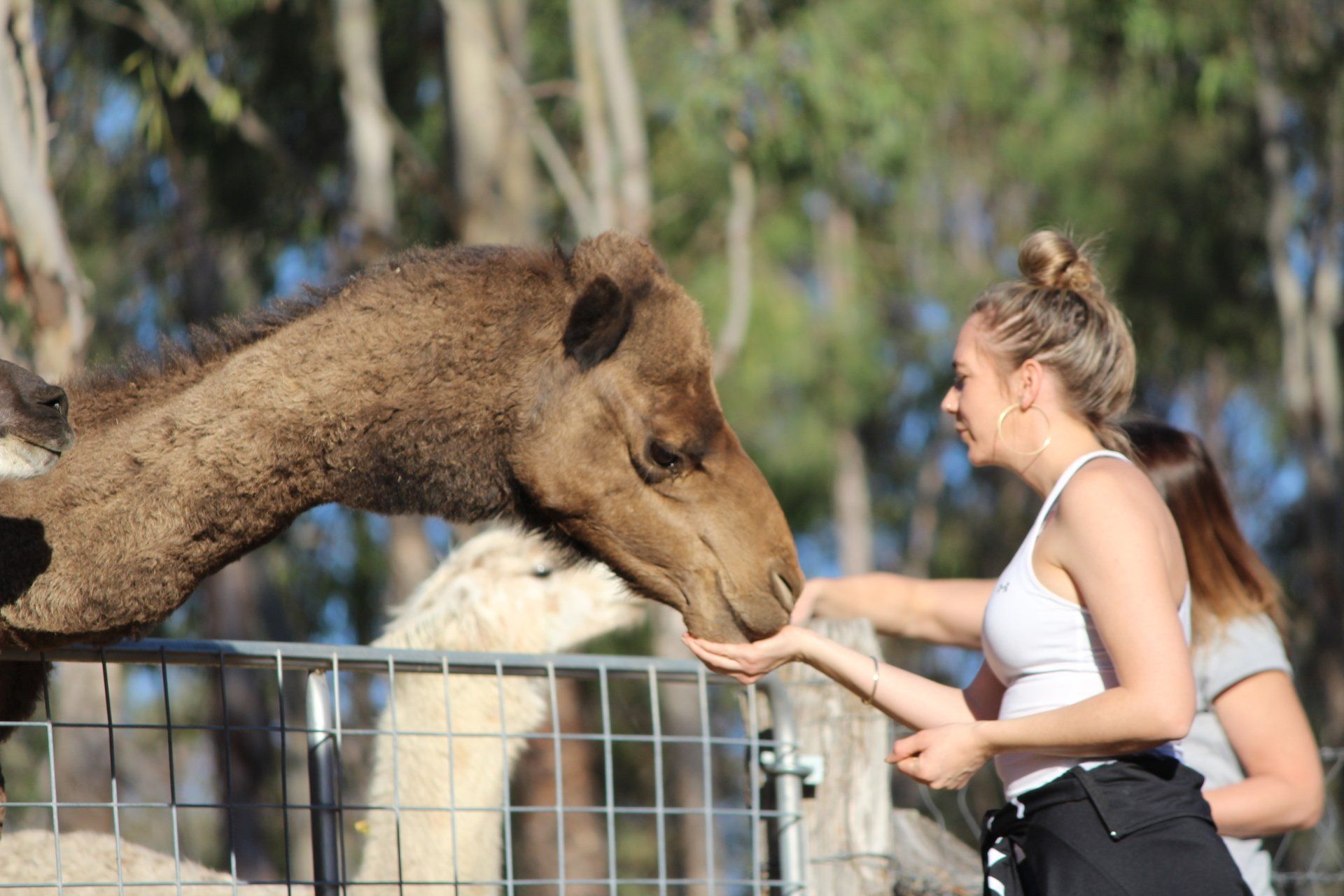 Llama kissing lady's hand