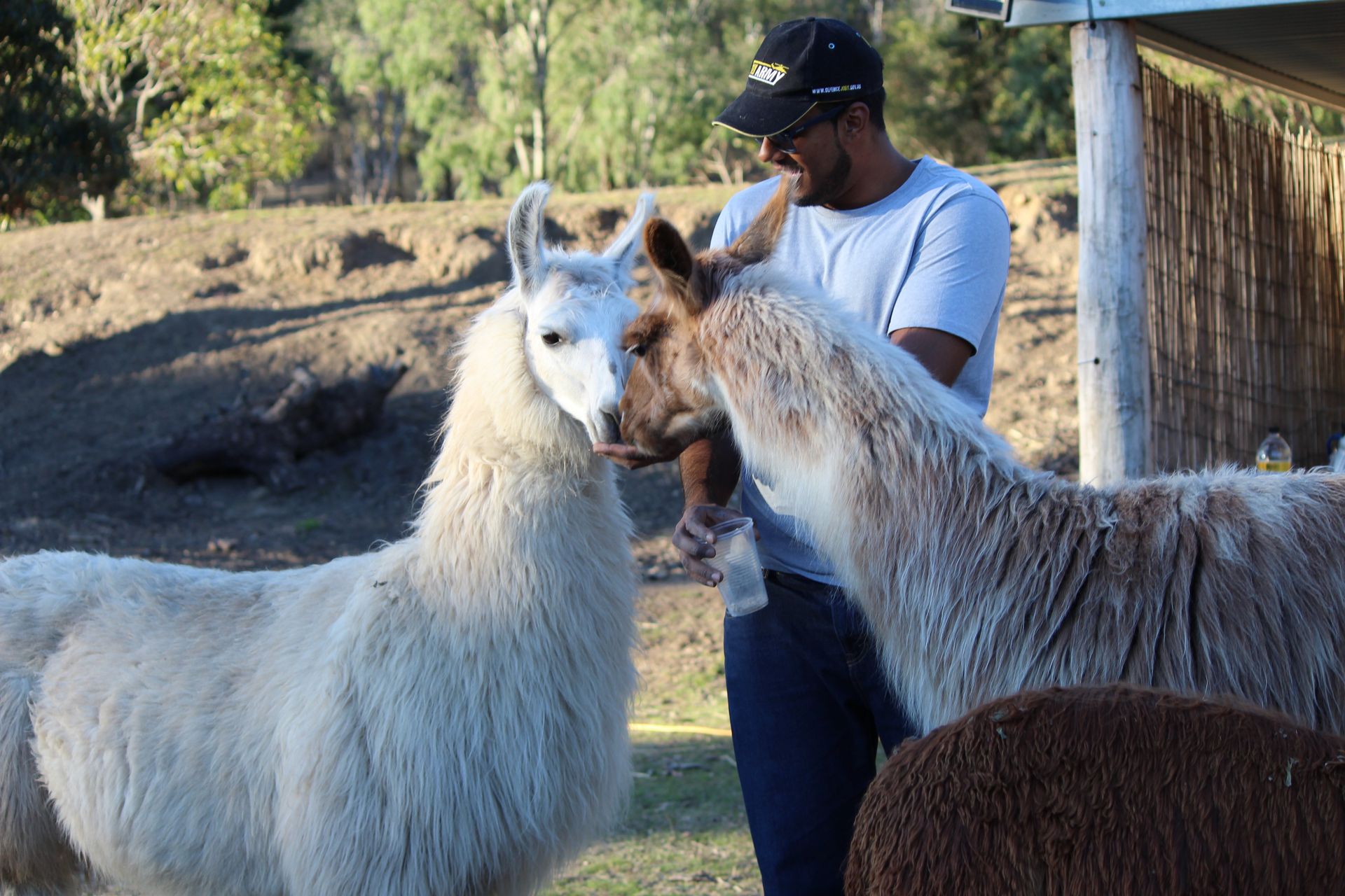 smooching Llamas