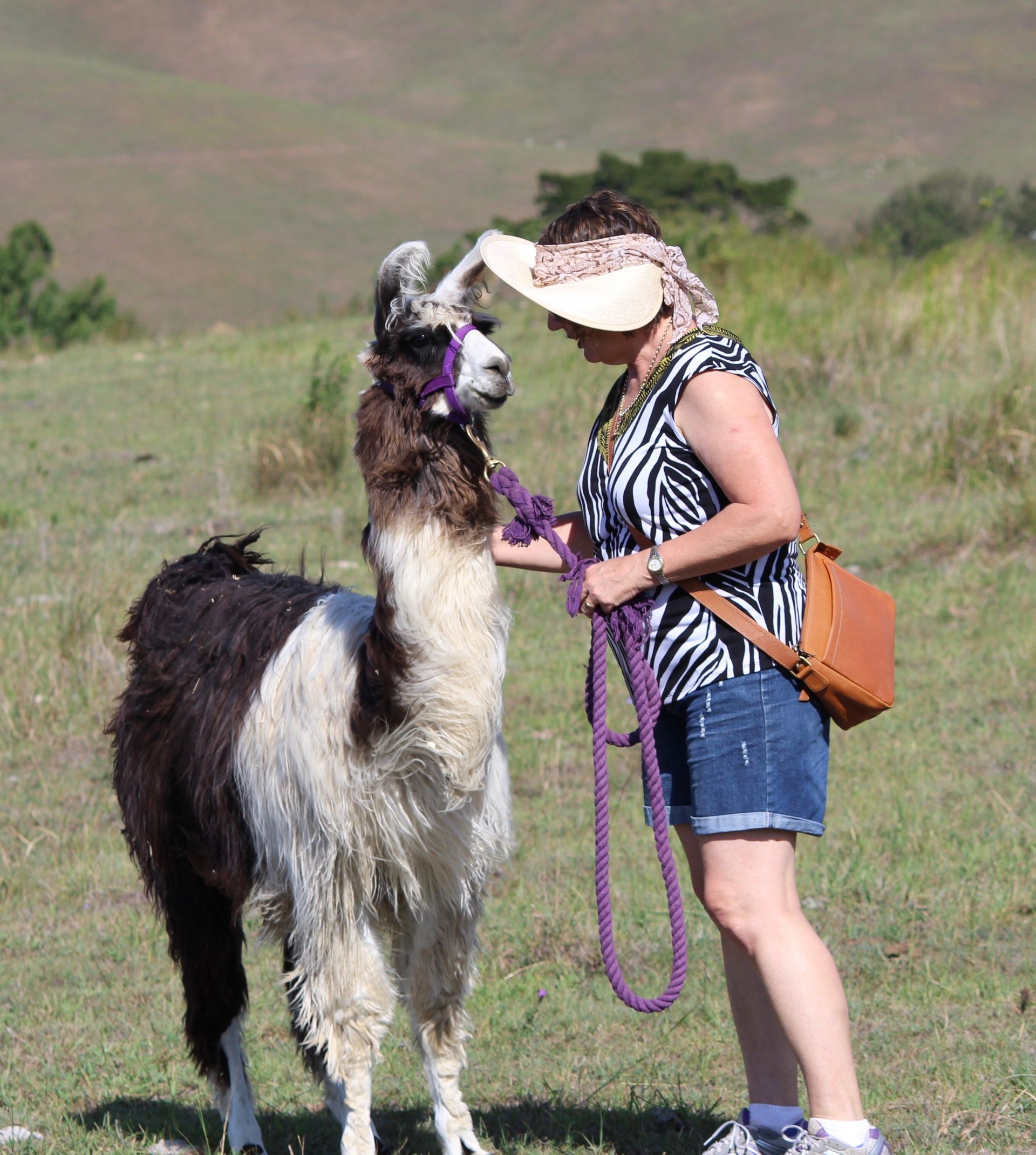 looking intently at Llama