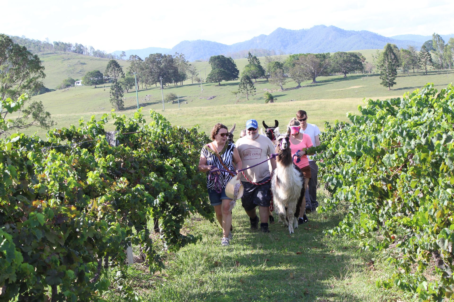 group walk with Llama