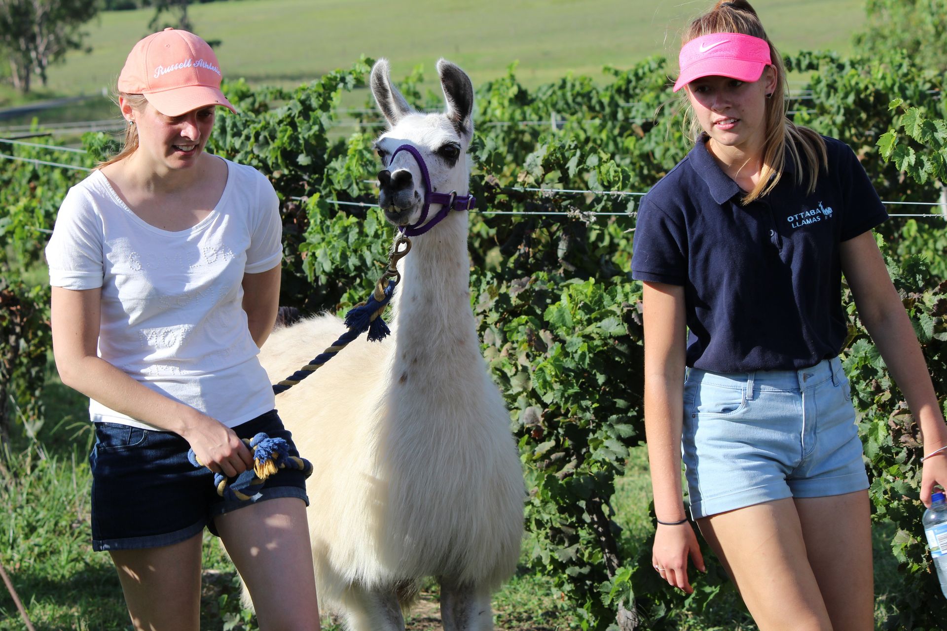 walking llama with a friend