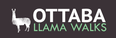 OTTABA llama walks logo