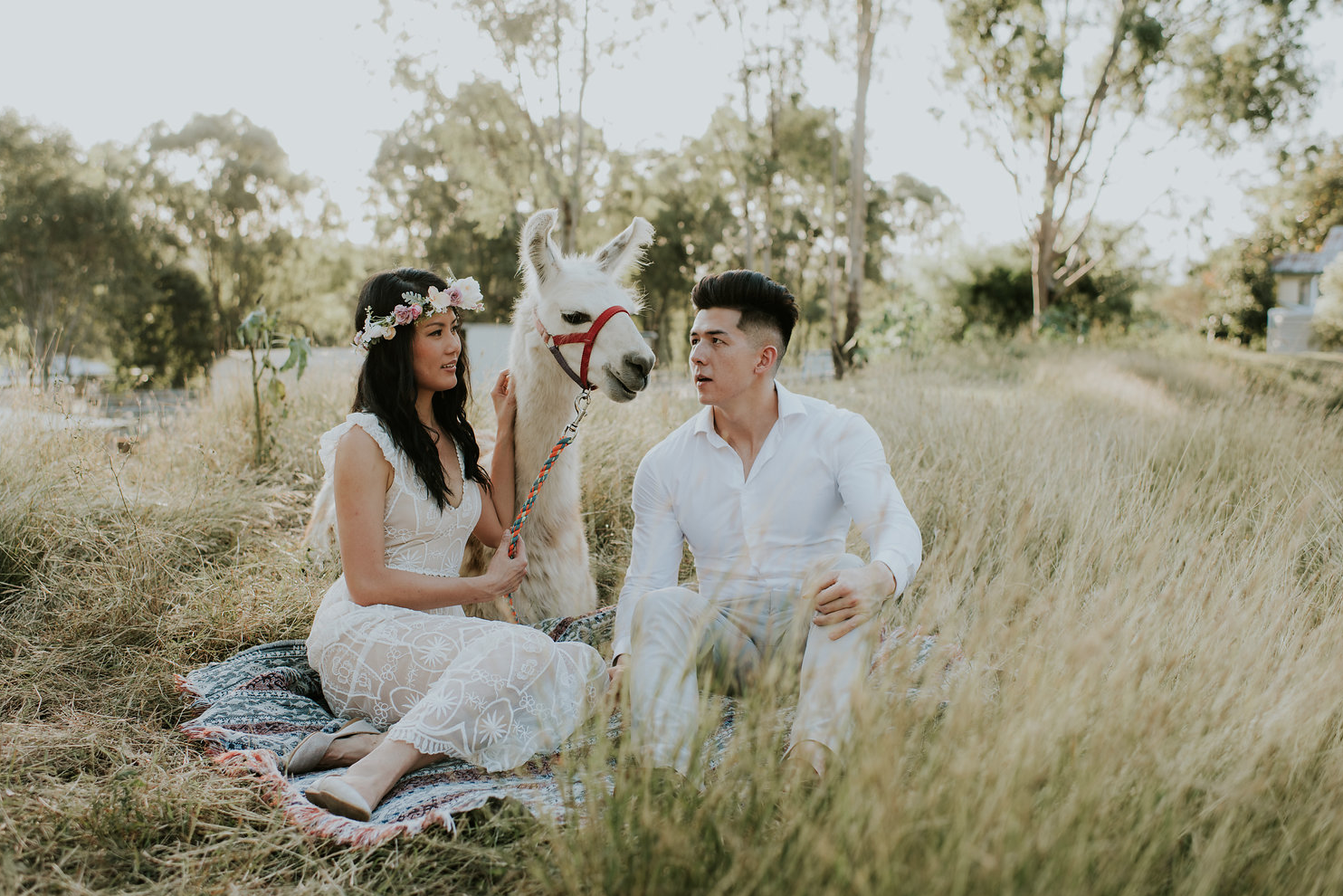 pre nup shoot with a Llama