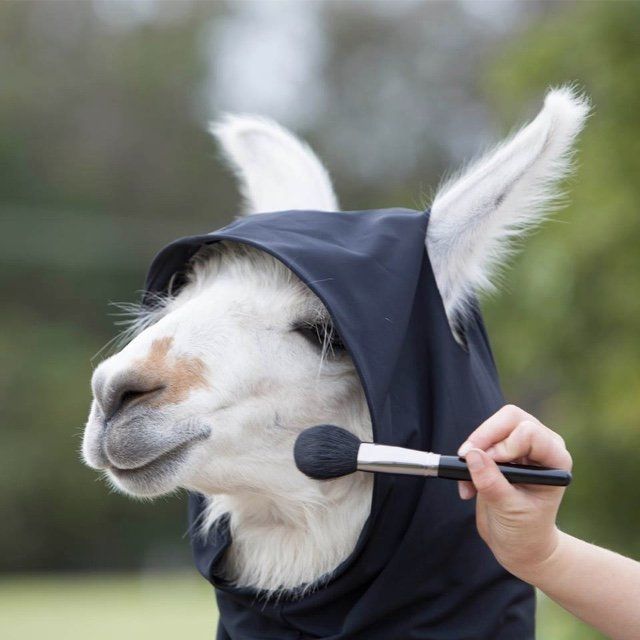 make up Llama
