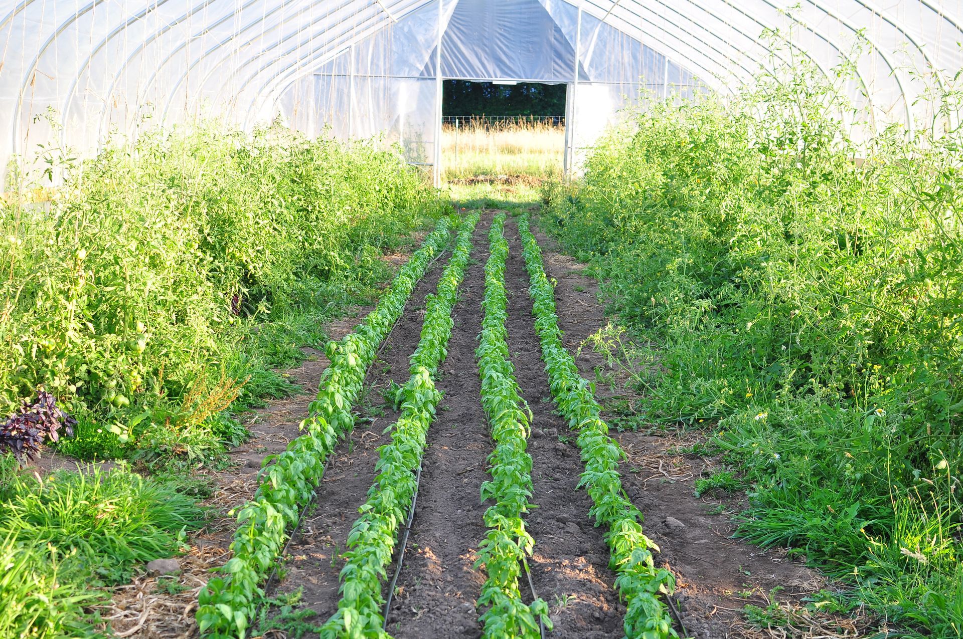 A person is holding a plate with a salad on it
