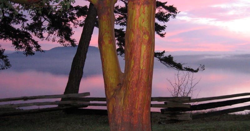 A tree stands in front of a lake at sunset