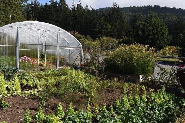 A greenhouse is surrounded by lots of plants in a garden.