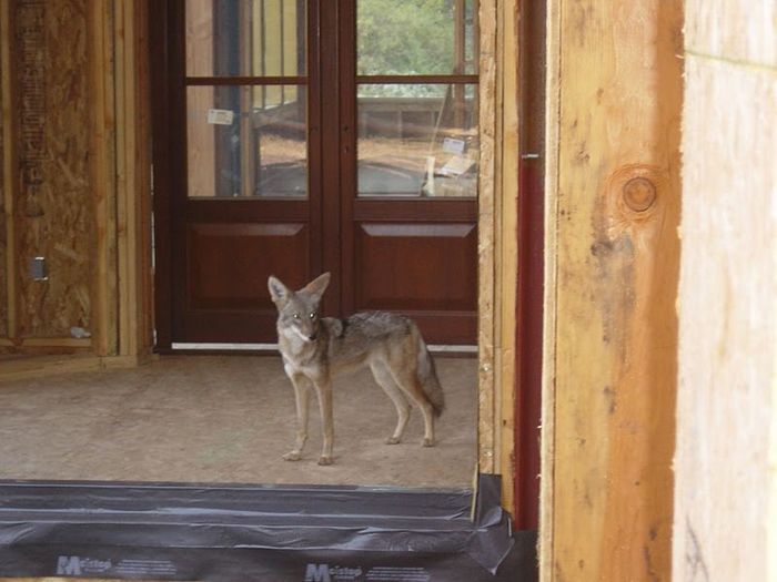 Coyote standing inside a house under construction, near a double door.