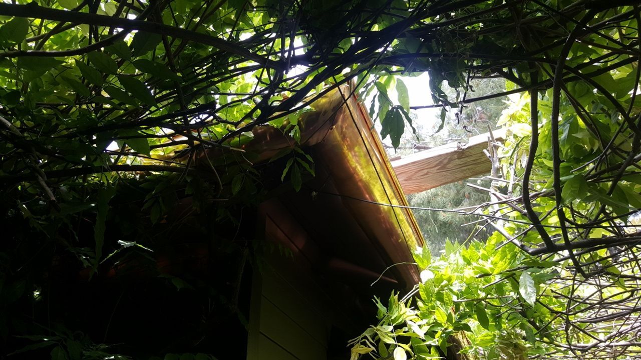 Overgrown roof corner with vegetation; green, brown, and beige colors.