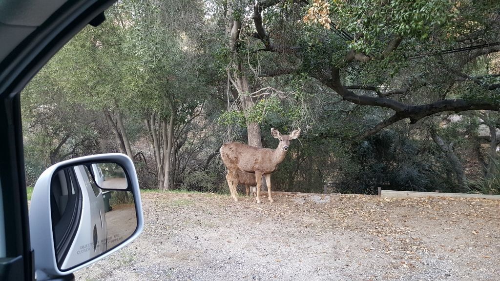 Deer standing on the side of a dirt road, viewed from inside a vehicle.