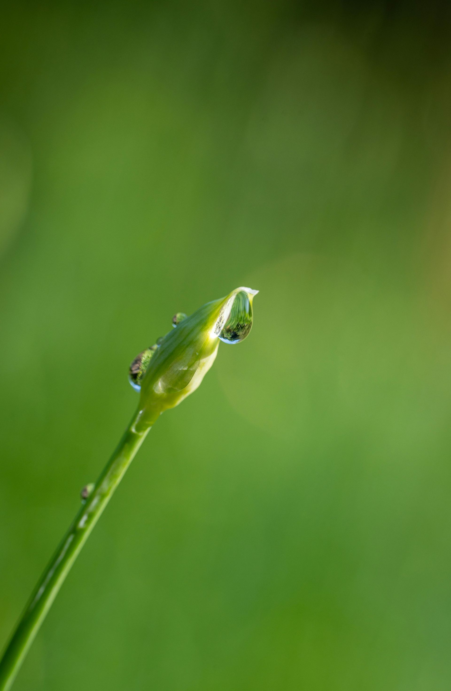 Parking facility entry lane with automated barrier gate