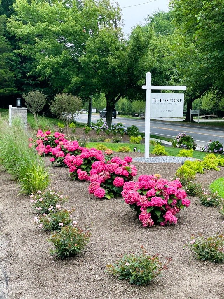 Pink hydrangea bushes in a flowerbed with a sign that reads 