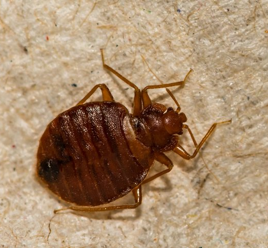 Common Bed Bug