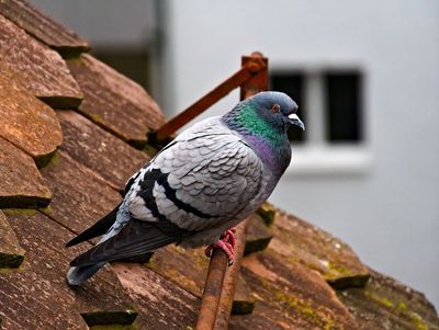 Rock dove on the rooftop