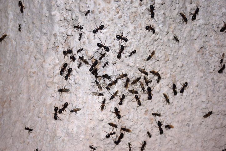 During the rainy days, ants flock to the wall, in the rain, wings of ants start coming out
