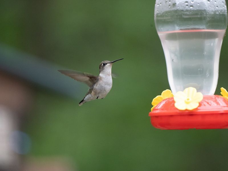 Hummingbird flying toward red feeder with yellow flower-shaped feeding ports, green background.
