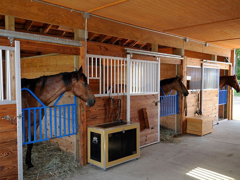 Horses in open wooden stalls with blue bars, hay, and open doors under a shelter.