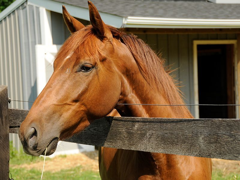 Chestnut horse with head over wooden fence, near a gray barn.