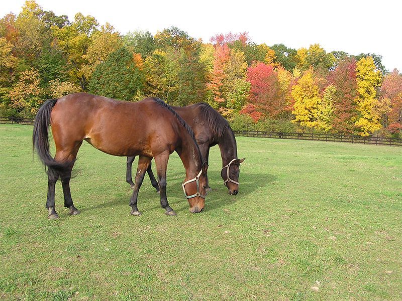 Two brown horses graze in a green pasture with colorful fall foliage in the background.