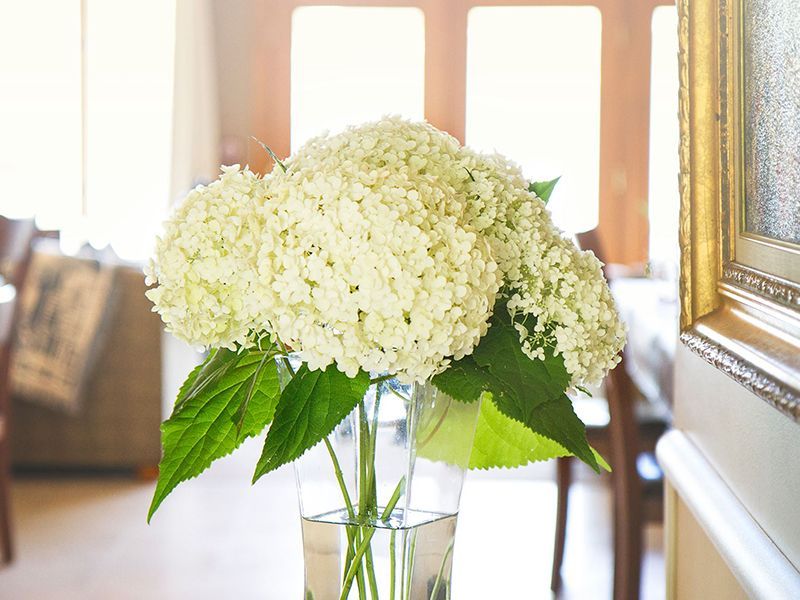 White hydrangea bouquet in a clear vase, set against a bright interior with a glimpse of furniture.