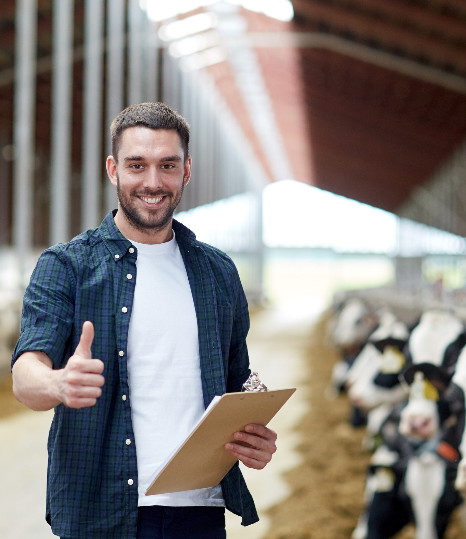 Dairy farmer in a barn standing next to a  row of dairy cows who are enjoying some roasted soybeans.