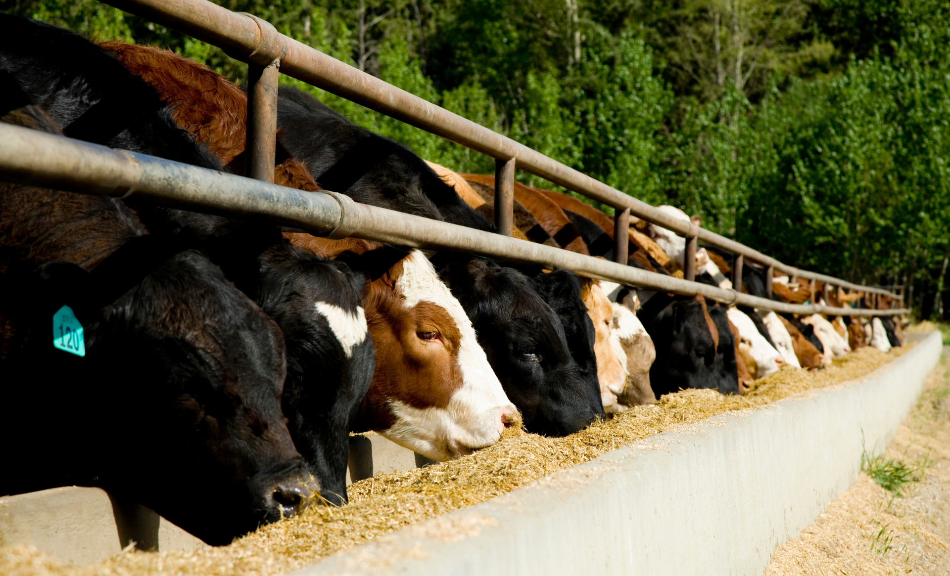 Beef cattle eating roasted soybeans out of a feed bunk