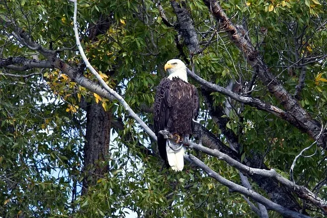 A bald eagle perched on a tree branch.