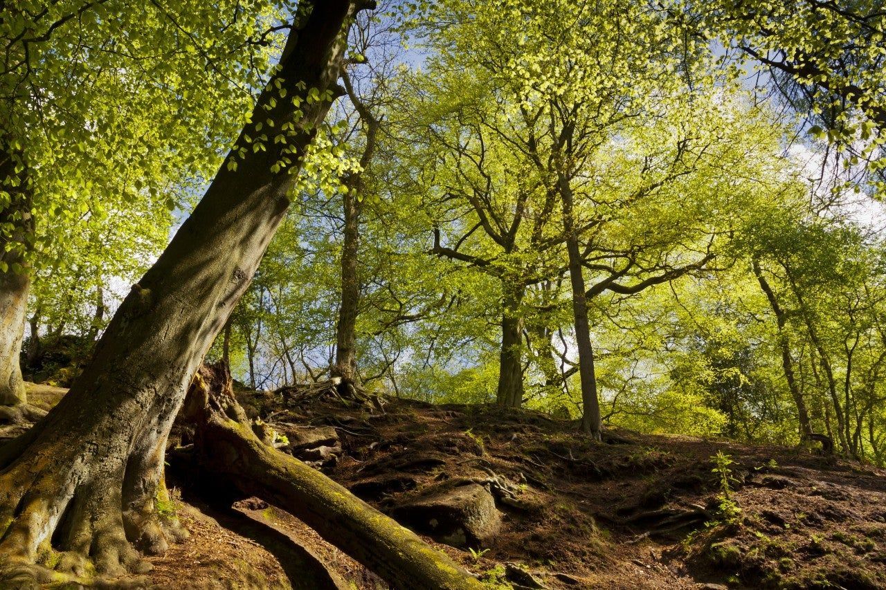 Development Feasibility