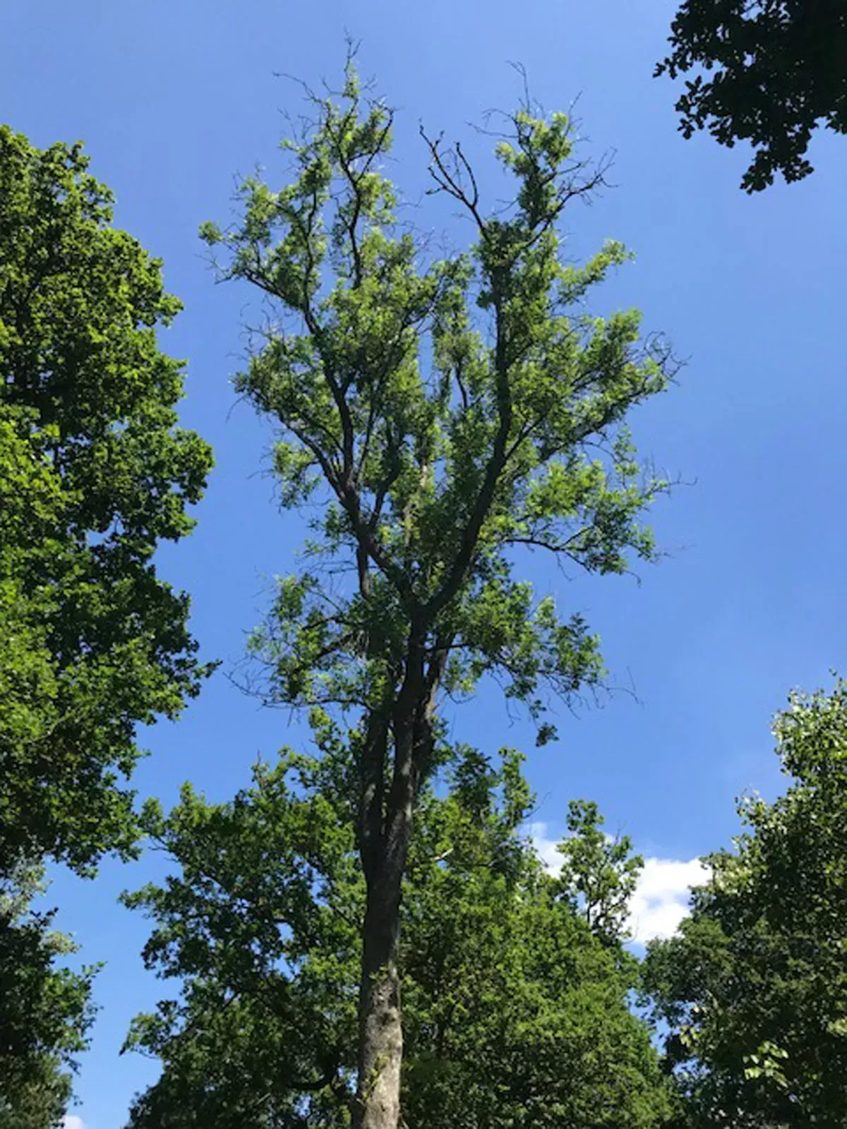Leaf issues